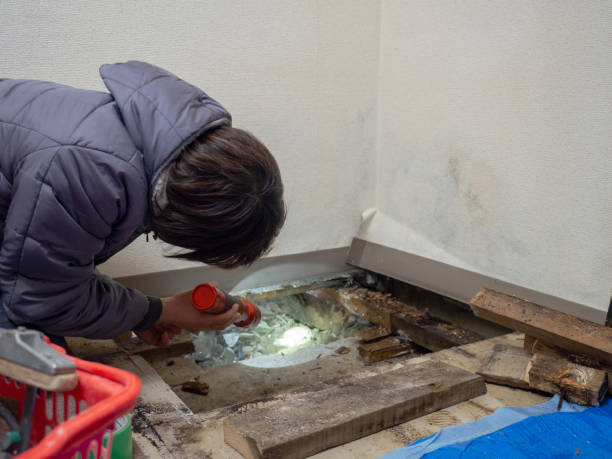 Reliable Thiells, NY Mold Removal Solutions